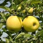 The best price for buying golden apple