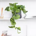 Pothos plants indoor specifications and how to buy in bulk