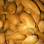 sweet almond trees price list wholesale and economical