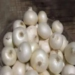 White Onion List Wholesale and Economical
