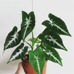 Learning to buy an indoor syngonium plant from zero to one hundred