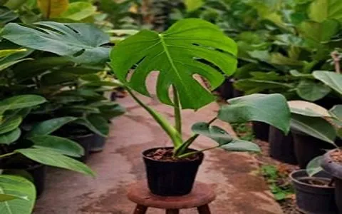 Price and purchase apartment plants low light with complete specifications