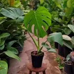 Price and purchase small white flower house plant with complete specifications