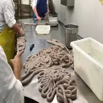 sheep large intestine length buying guide with special conditions and exceptional price