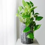 small flowers in india with complete explanations and familiarization