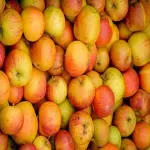 Mini Apple Fruit (Carb)Tangy Bite Tart Sweet Taste Fiber Source