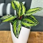 pretty plants for indoors price list wholesale and economical