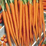 Roasted imperator carrots Purchase Price + Photo