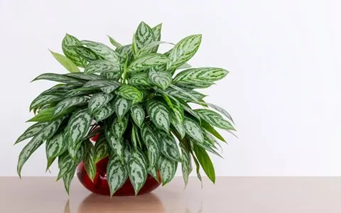 nice apartment plants price list wholesale and economical