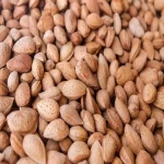 sweet almond bush price list wholesale and economical