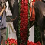 blanket of roses horse acquaintance from zero to one hundred bulk purchase prices