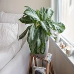 Aglaonema house plant specifications and how to buy in bulk