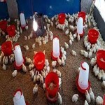 poultry equipment in nigeria buying guide with special conditions and exceptional price