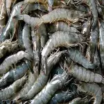 Learning to buy a best quality frozen shrimp from zero to one hundred