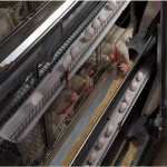 The price of bulk purchase of poultry equipment in coimbatore is cheap and reasonable