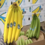 Bulk purchase of best banana in india with the best conditions