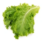The price of bulk purchase of fresh green lettuce is cheap and reasonable