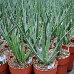 The price of bulk purchase of aloe vera live plant is cheap and reasonable