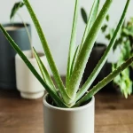 House plant aloe vera buying guide with special conditions and exceptional price