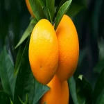 Navel Orange Price Malaysia