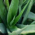 organic aloe vera plant uk price list wholesale and economical