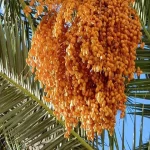 The Price of Deglet Noor + Purchase and Sale of Deglet Noor Wholesale