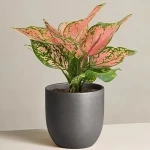 Learning to buy an small apartment plants from zero to one hundred