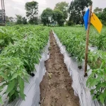 greenhouse plastic nz specifications and how to buy in bulk