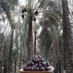 Mazafati Dates Price in Pakistan