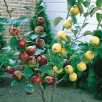 apple tree best buying guide with special conditions and exceptional price