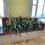 bromeliad indoor plant acquaintance from zero to one hundred bulk purchase prices