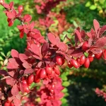 red barberry size price list wholesale and economical