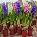 small flowers in vase buying guide with special conditions and exceptional price