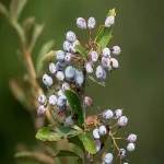 black barberry plant specifications and how to buy in bulk