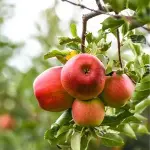 Bulk purchase of apple tree height with the best conditions