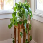 Pothos plant indoor with complete explanations and familiarization