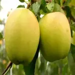 Buy golden apples for pie + Great Price With Guaranteed Quality