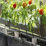 Introduction of plastic plant pots  + Best buy price