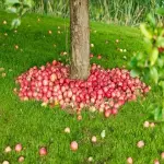 apple tree west green specifications and how to buy in bulk