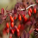 Barberry fruit edible specifications and how to buy in bulk