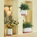 Price and purchase small indoor plants with complete specifications