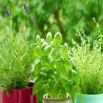 Buy and Price of Medicinal herb seeds wholesale