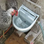 The price of bulk purchase of best chicken waterer diy is cheap and reasonable