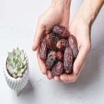 Price and purchase Medjool date fruit with complete specifications