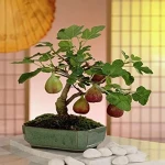 Buy and The price of all kinds of Smyrna fig plant