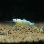 The price of Dried Shrimp + cheap purchase