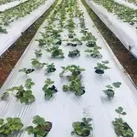 plastic greenhouse b&q buying guide with special conditions and exceptional price