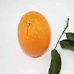 best mail-order oranges with complete explanations and familiarization