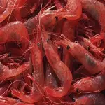 chinese white shrimp buying guide with special conditions and exceptional price