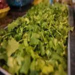 The price of bulk purchase of cilantro herb plant dried is cheap and reasonable